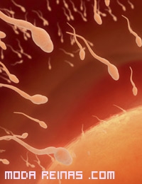 espermatozoides hacia el óvulo